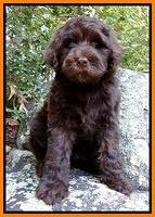 Paris Gus pups 8 wks old 71