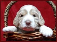 Paris Gus pups 3 wks old 134