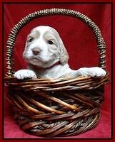 Paris Gus pups 3 wks old 143