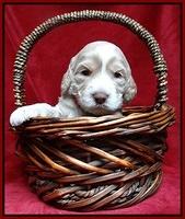 Paris Gus pups 3 wks old 147