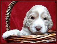 Paris Gus pups 3 wks old 148