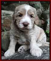 Paris Gus pups 4 wks old 066