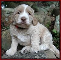 Paris Gus pups 4 wks old 072