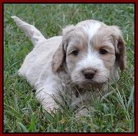 Paris Gus pups 5 wks old 511