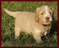 Paris Gus pups 5 wks old 551