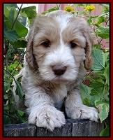 Paris Gus pups 6 wks old 243