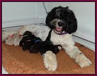Group puppy albumn