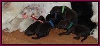 Paris Gus pups 1 day old 054