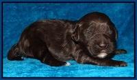 Coco Champ pups 1 wk old 51
