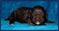 Coco Champ pups 1 wk old 61