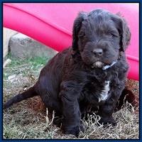 Coco Champ pups 5 wks old 101
