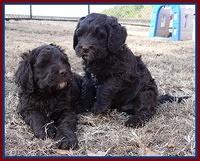 Coco Champ pups 7 wks old 391