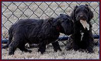 Coco Champ pups 7 wks old 421