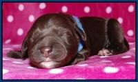 Coco Champ pups newborn 001