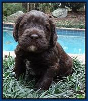 Coco champion pups 4 wks old 013