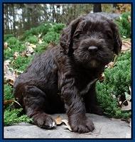 Coco champion pups 4 wks old 016