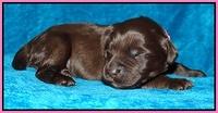 Coco Champ pups 1 wk old 101