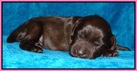 Coco Champ pups 1 wk old 111