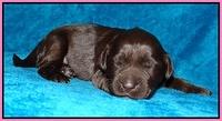 Coco Champ pups 1 wk old 81