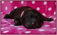 Coco Champ pups newborn 014