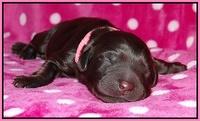 Coco Champ pups newborn 017