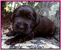 Coco Champion pups 2 wks old 027