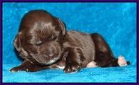 Coco Champ pups 1 wk old 121