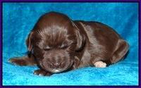 Coco Champ pups 1 wk old 131