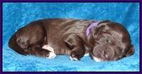 Coco Champ pups 1 wk old 151