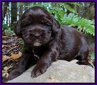 Coco Champ pups 3 wks old 031