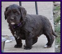 Coco Champ pups 5 wks old 181