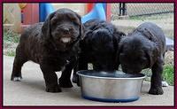 Coco Champ pups 5 wks old 421