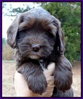 Coco Champ pups 6 wks old 003