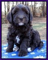 Coco Champ pups 7 wks old 141