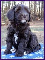Coco Champ pups 7 wks old 151