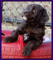 Coco Champ pups 7 wks old 161