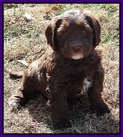 Coco Champ pups 7 wks old 171