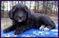 Coco Champ pups 7 wks old 181