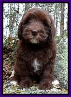 Coco champ pups 8 wks old 10 200