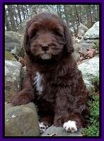 Coco champ pups 8 wks old 8 200