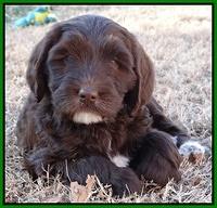Coco Champ pups 7 wks old 241