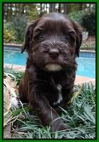 Coco champion pups 4 wks old 082