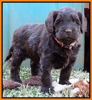 Coco Champ pups 5 wks old 261