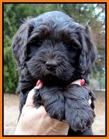 Coco Champ pups 6 wks old 009