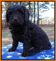 Coco Champ pups 7 wks old 281