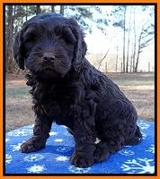 Coco Champ pups 7 wks old 291