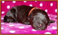 Coco Champ pups newborn 040