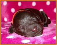 Coco Champ pups newborn 042