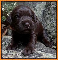 Coco Champion pups 2 wks old 061