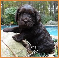Coco champion pups 4 wks old 061